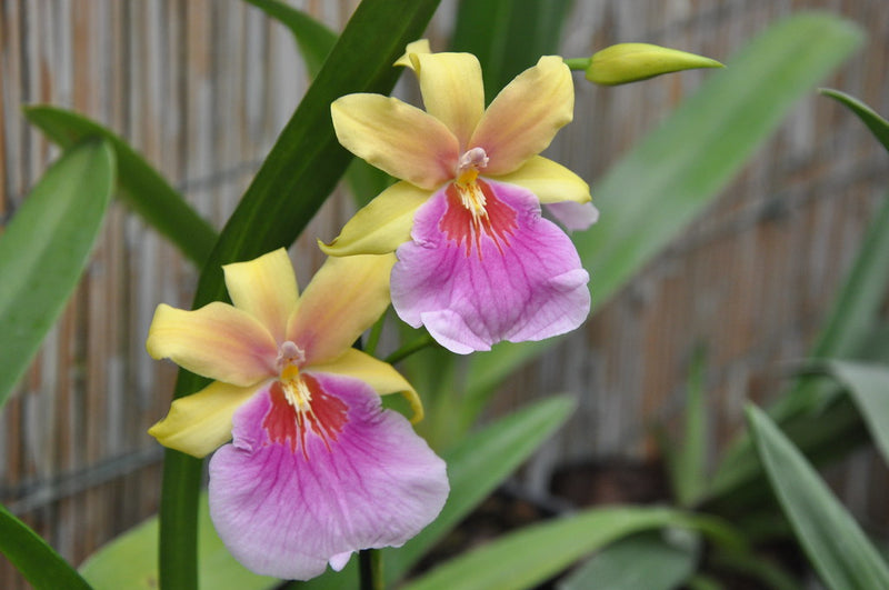 Miltonia Sunset (Miltonia regnellii x Miltonia Goodale Moir)