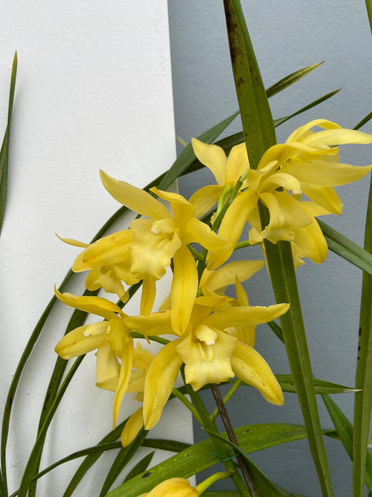 Cymbidium Golden Elf