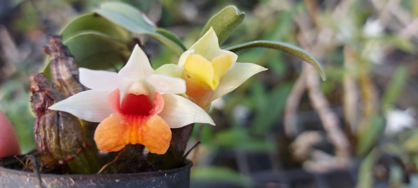 Dendrobium bellatulum