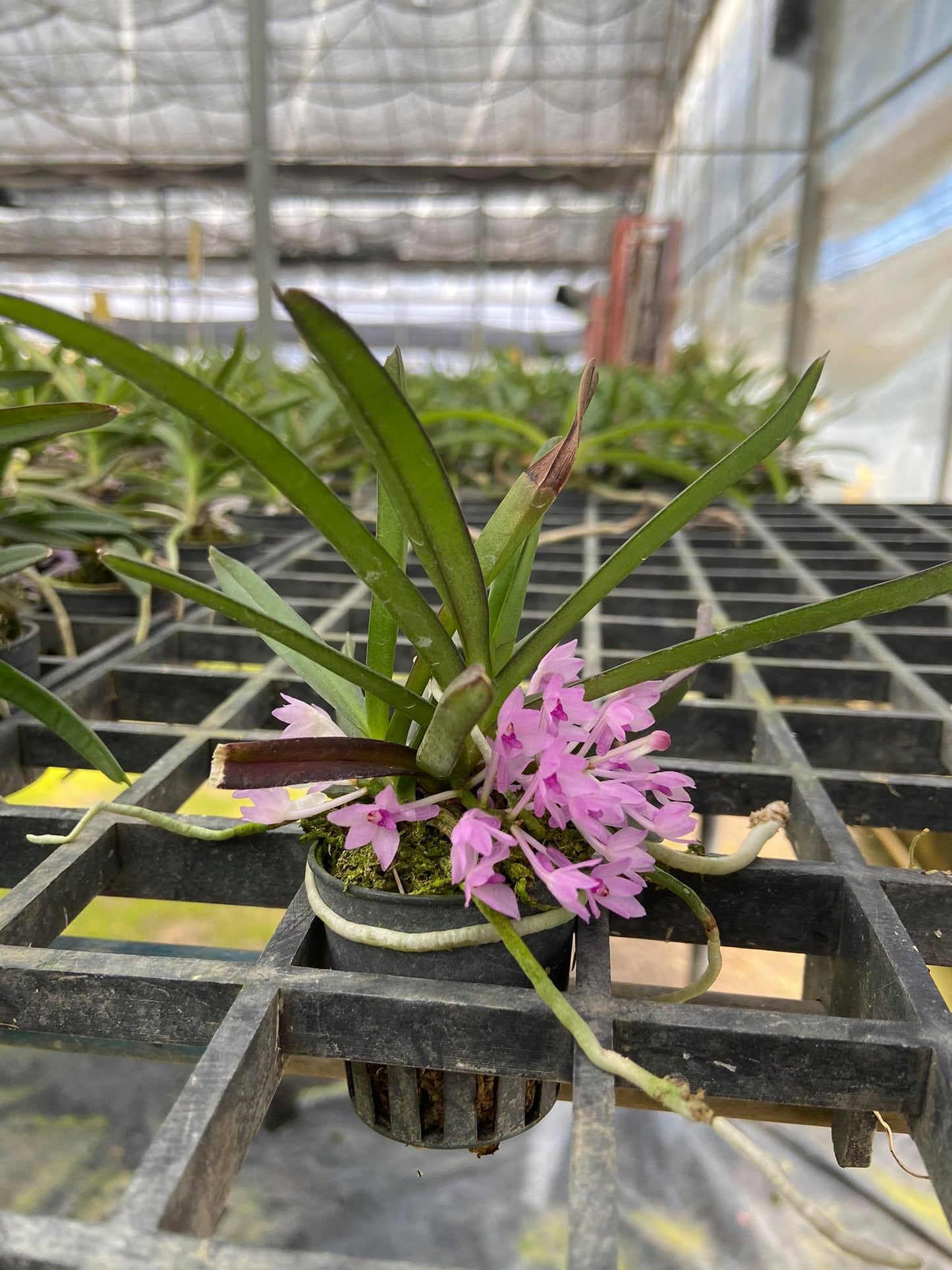 Ascocentrum pusillum (Vanda nana)