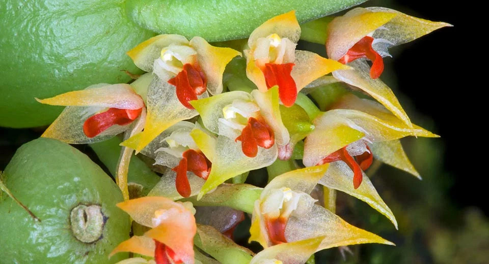 Bulbophyllum rubrolabellum