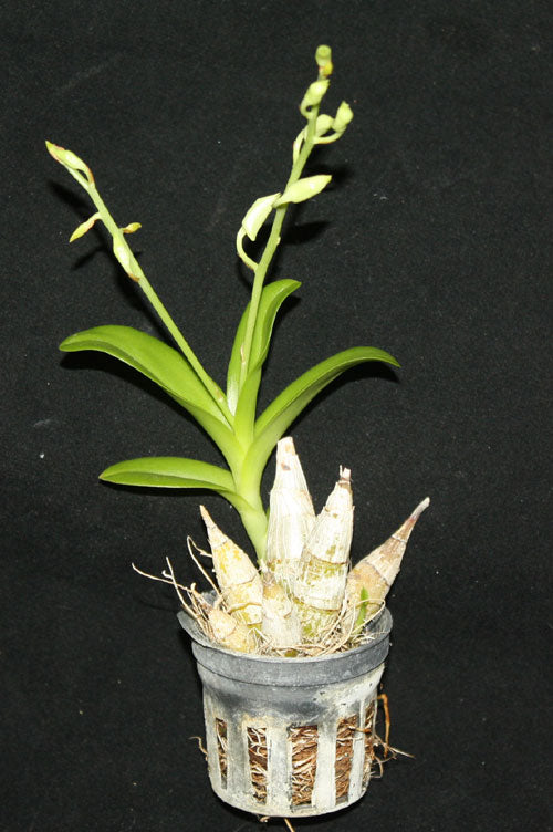 Dendrobium delacourii