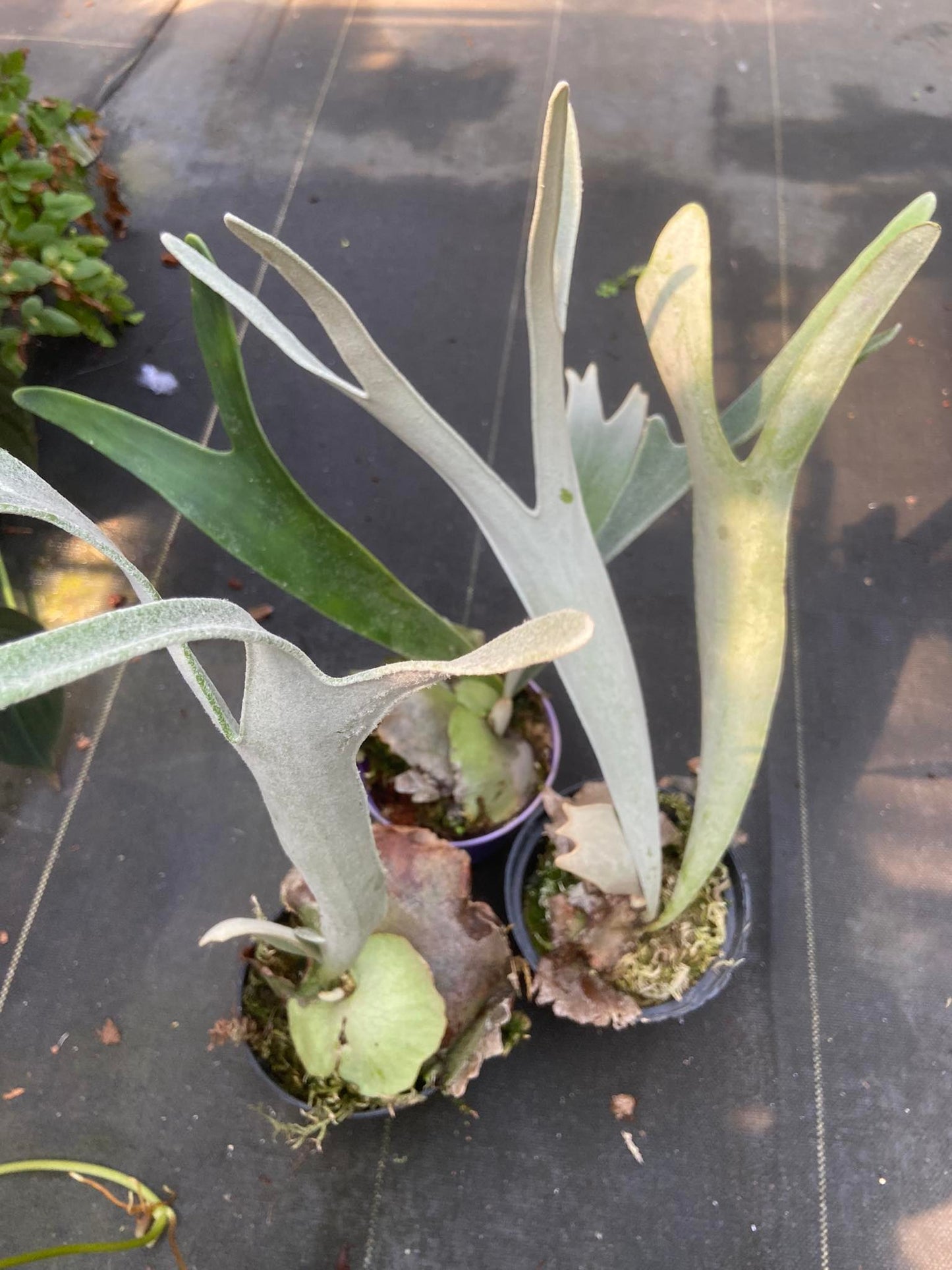 Platycerium vetchii Silver frond
