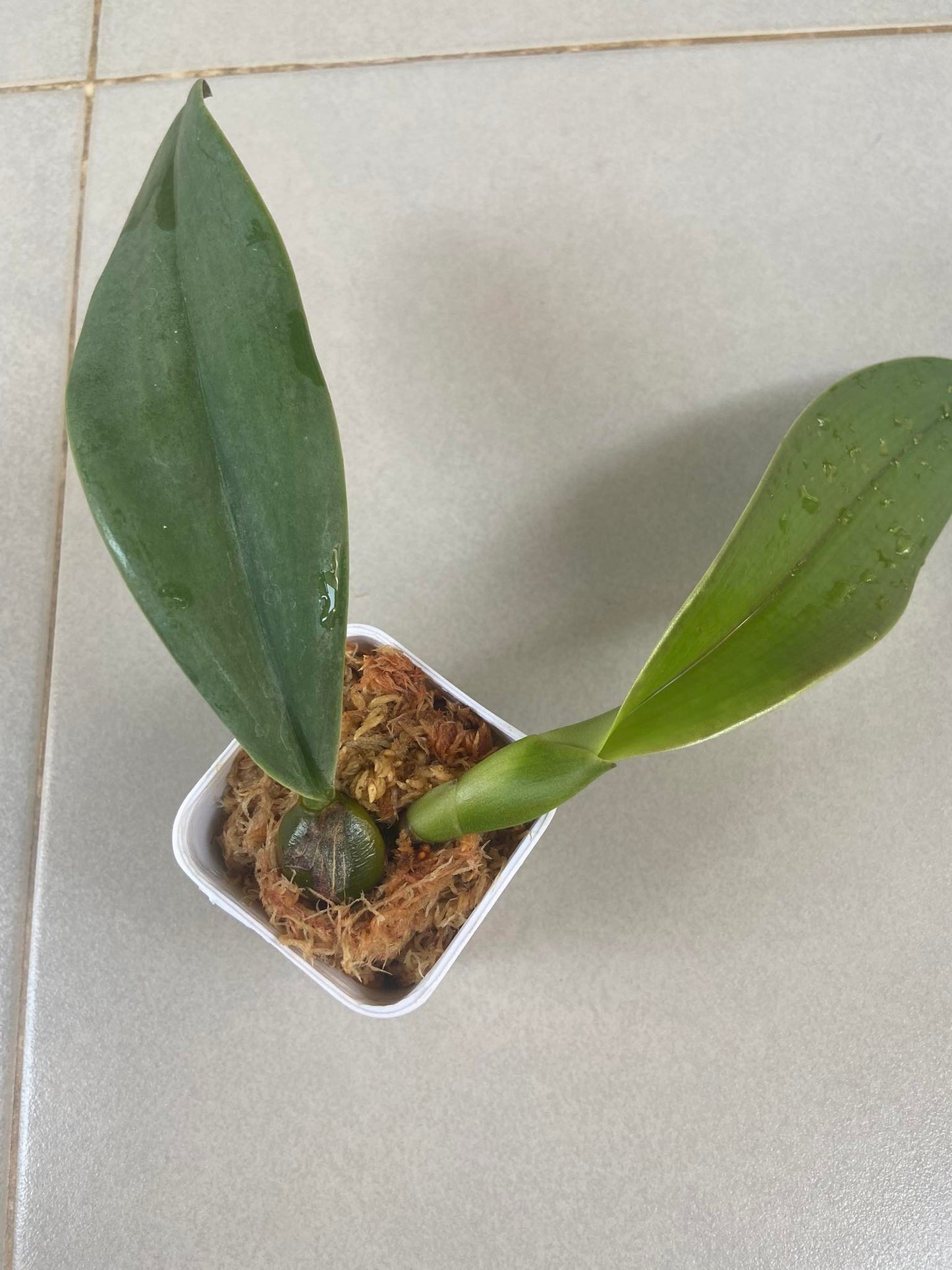 Bulbophyllum phalaenopsis