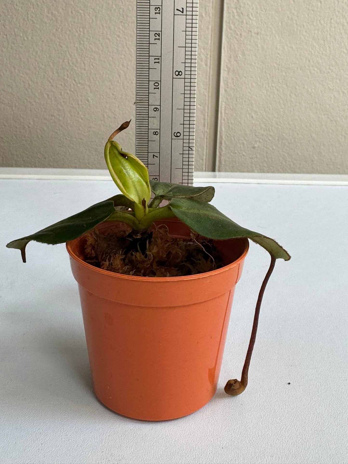 Nepenthes villosa