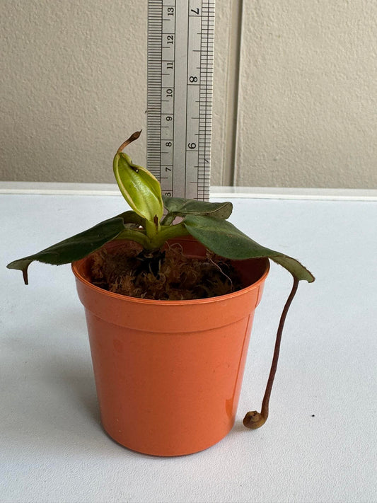 Nepenthes villosa