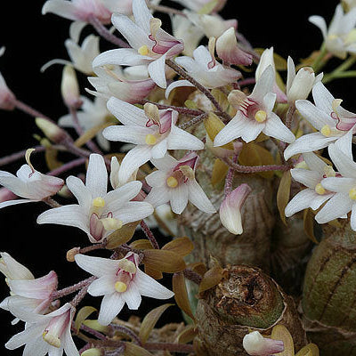 Eria obesa