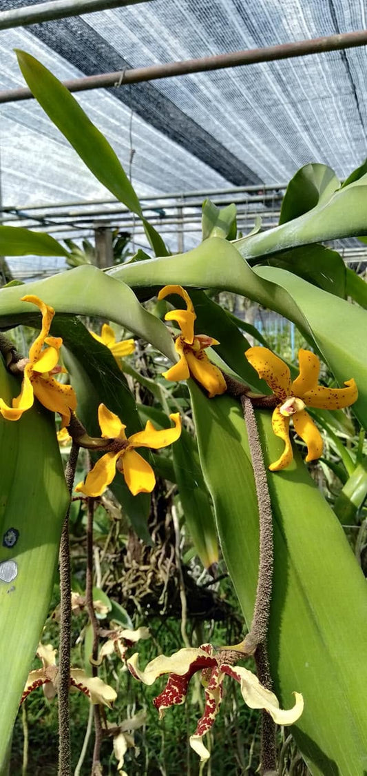 Dimorphorchis lowii