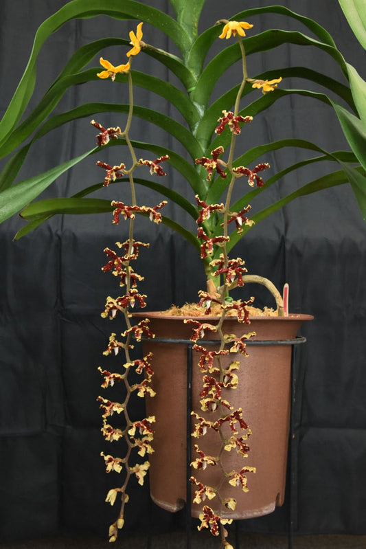 Dimorphorchis lowii