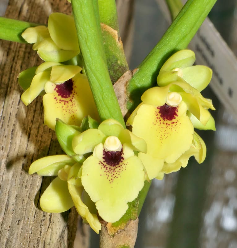 Luisia primulina