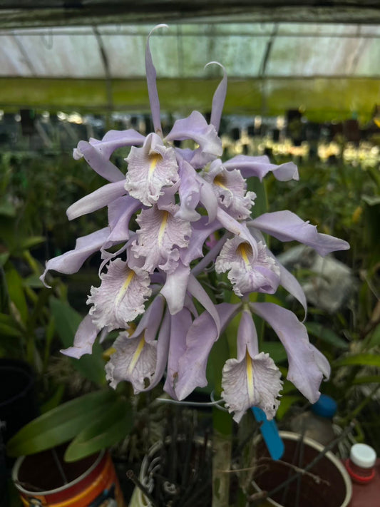 Cattleya maxima f. coerulea