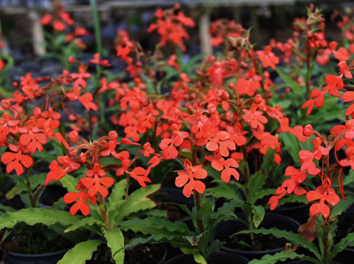 Habenaria rhodocheila (red)