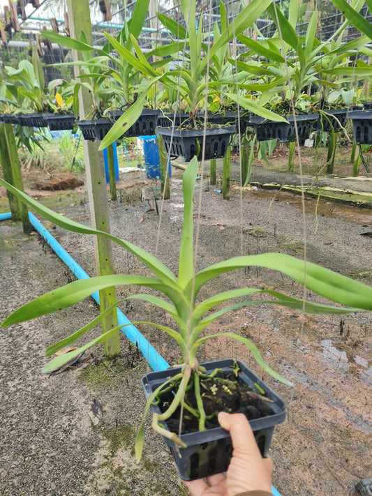 Dimorphorchis lowii