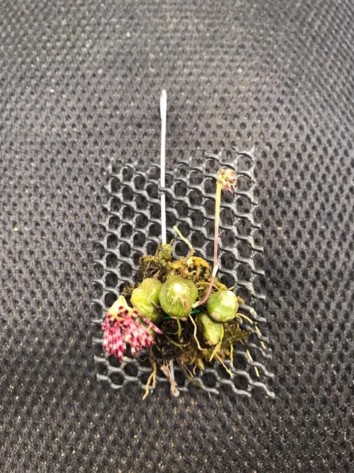 Bulbophyllum tripaleum