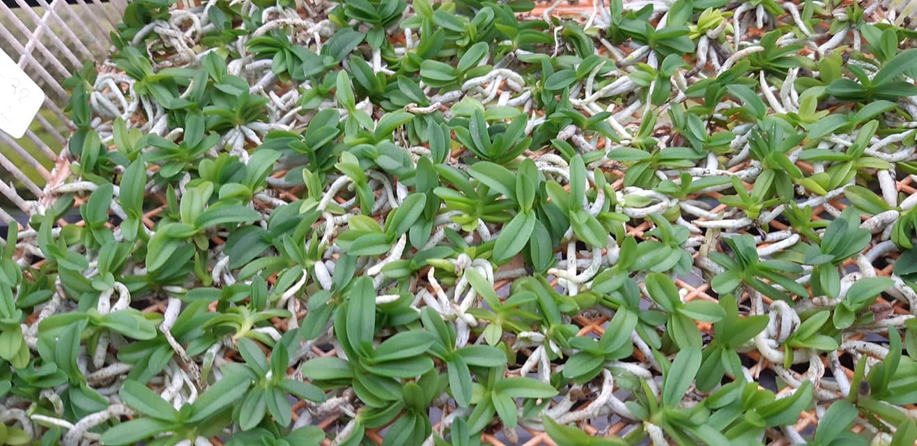 Schoenorchis fragrans