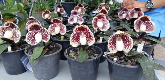 Paphiopedilum godefroyae (select)
