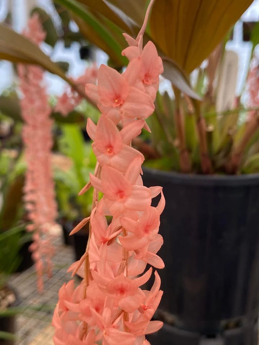 Dendrochilum hampelii