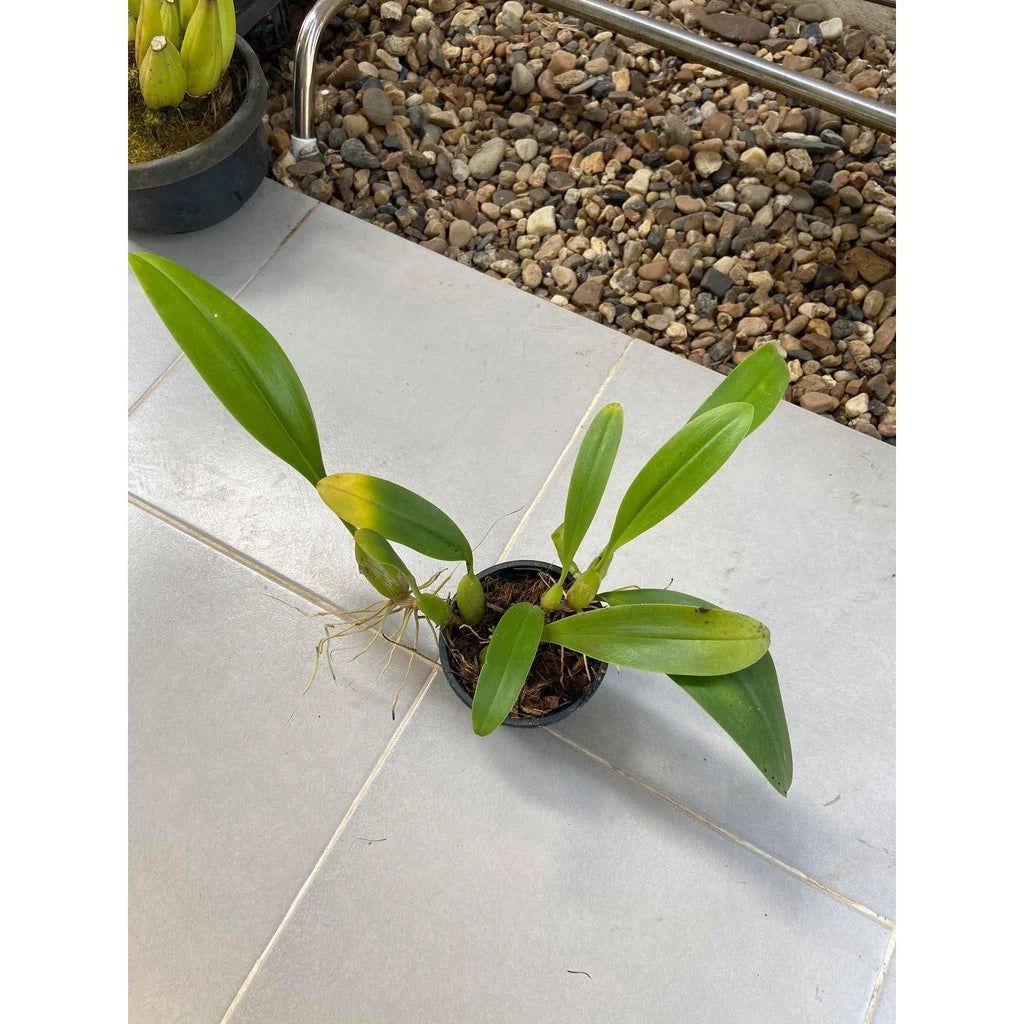 Bulbophyllum claptonense