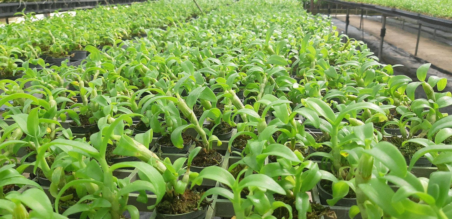 Dendrobium Mentor