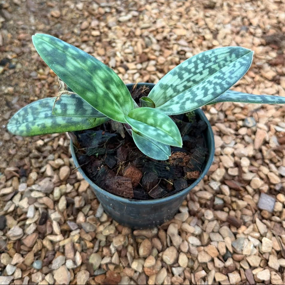 Paphiopedilum hookerae