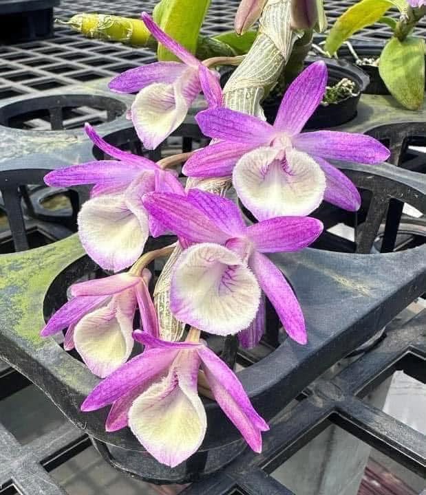 Dendrobium primulinum