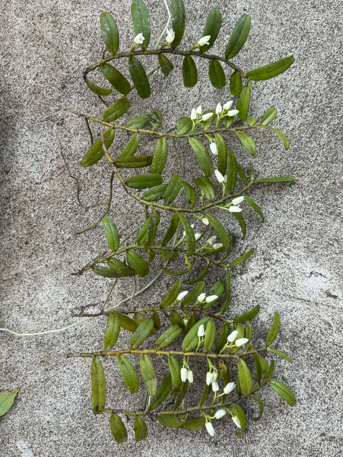 Thrixspermum calceolus
