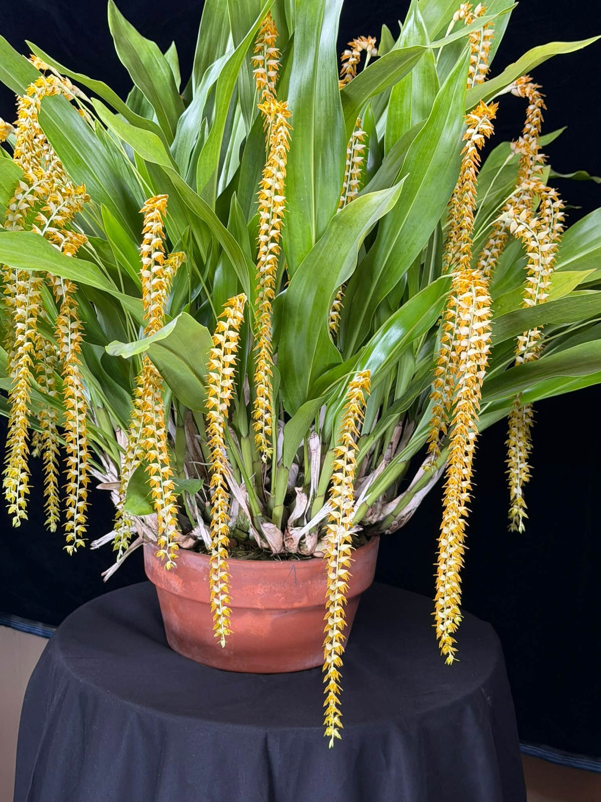 Dendrochilum magnum