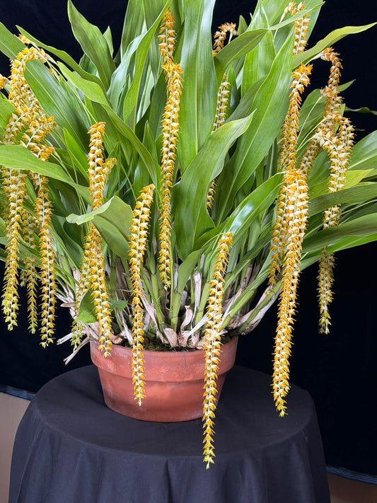 Dendrochilum magnum