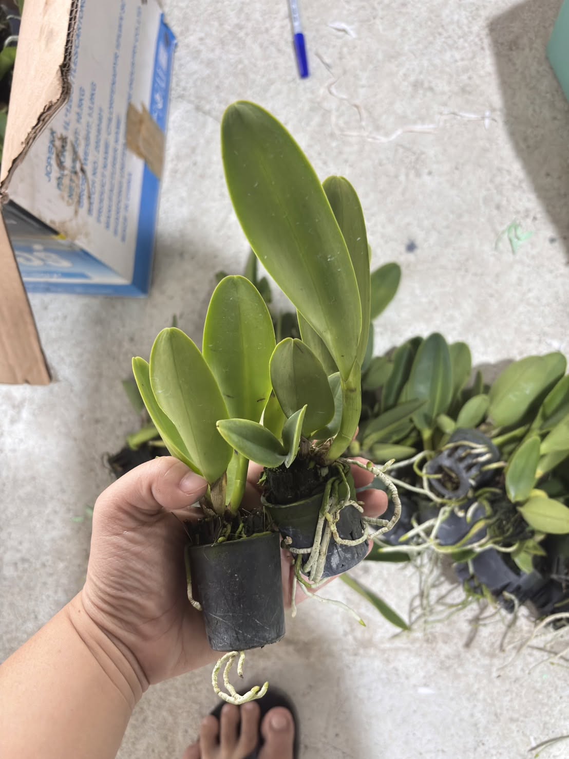 cattleya village chief rose