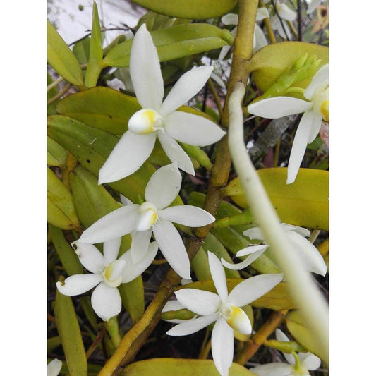 Thrixspermum calceolus