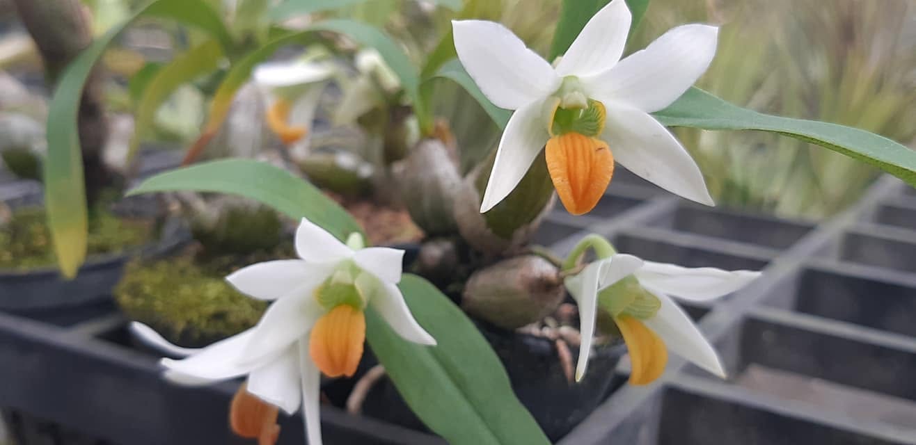 Dendrobium scabrilingue