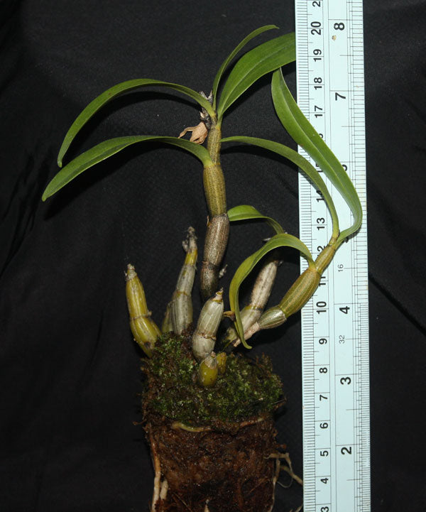 Dendrobium brymerianum