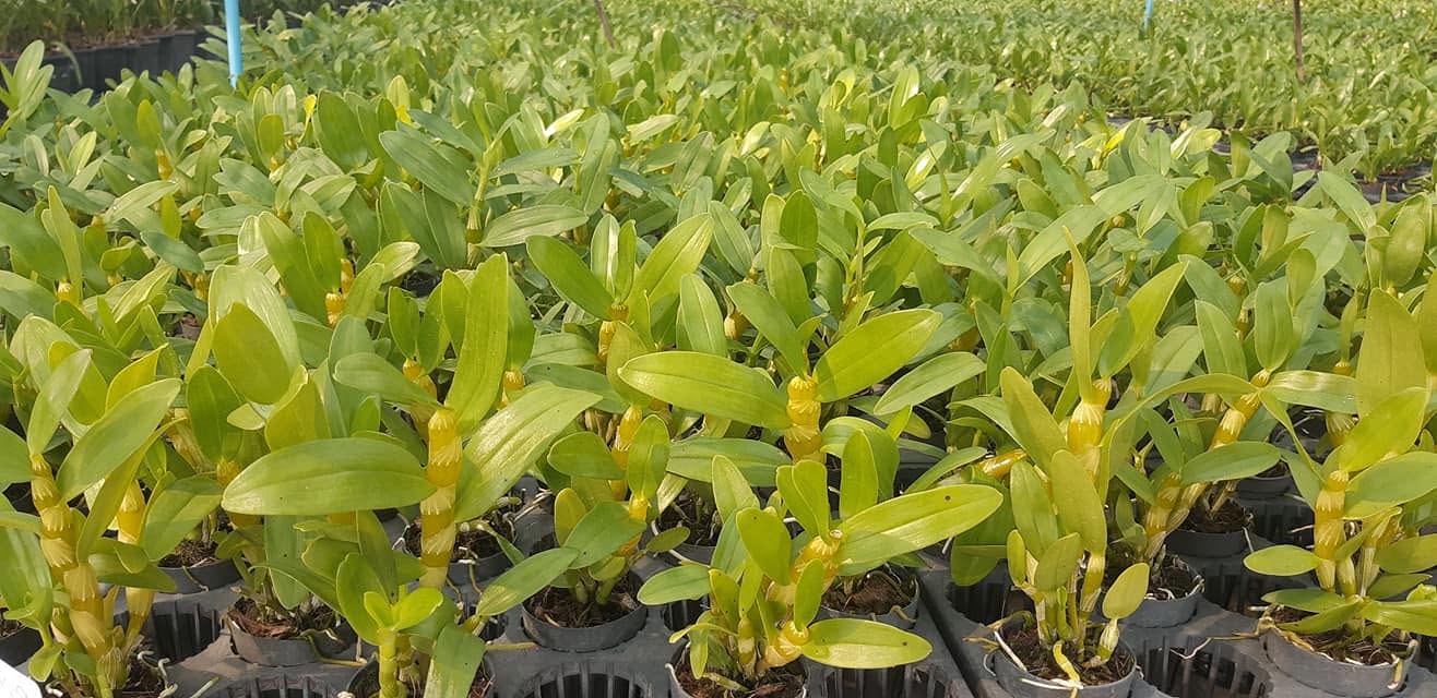 Dendrobium Chanthaboon Sunrise