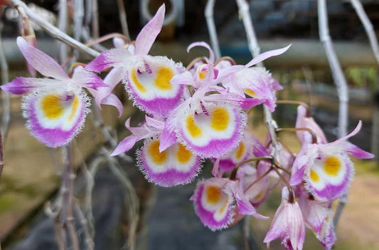 Dendrobium devonianum