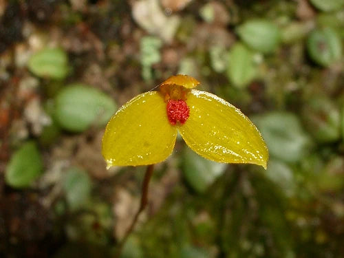 Bulbophyllum catenarium