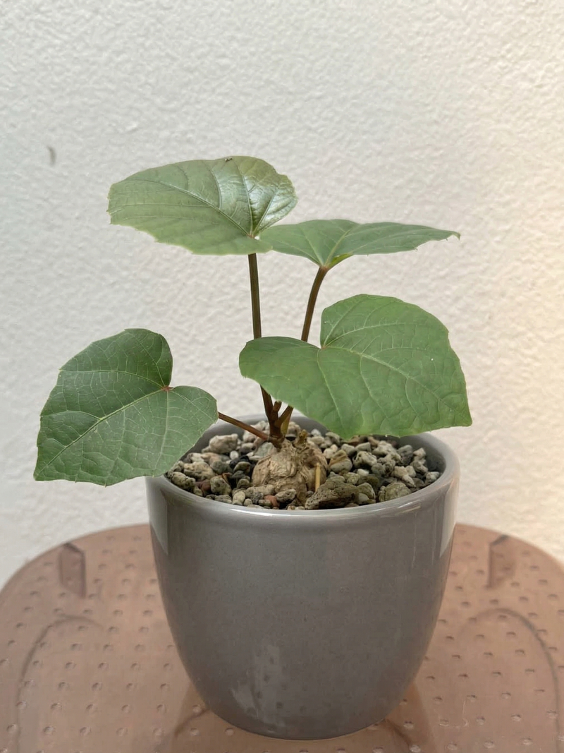 Anperoshissasu Marutini アンペロシッサス・マルティニ (Wild Grape)