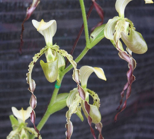 Paphiopedilum parishii