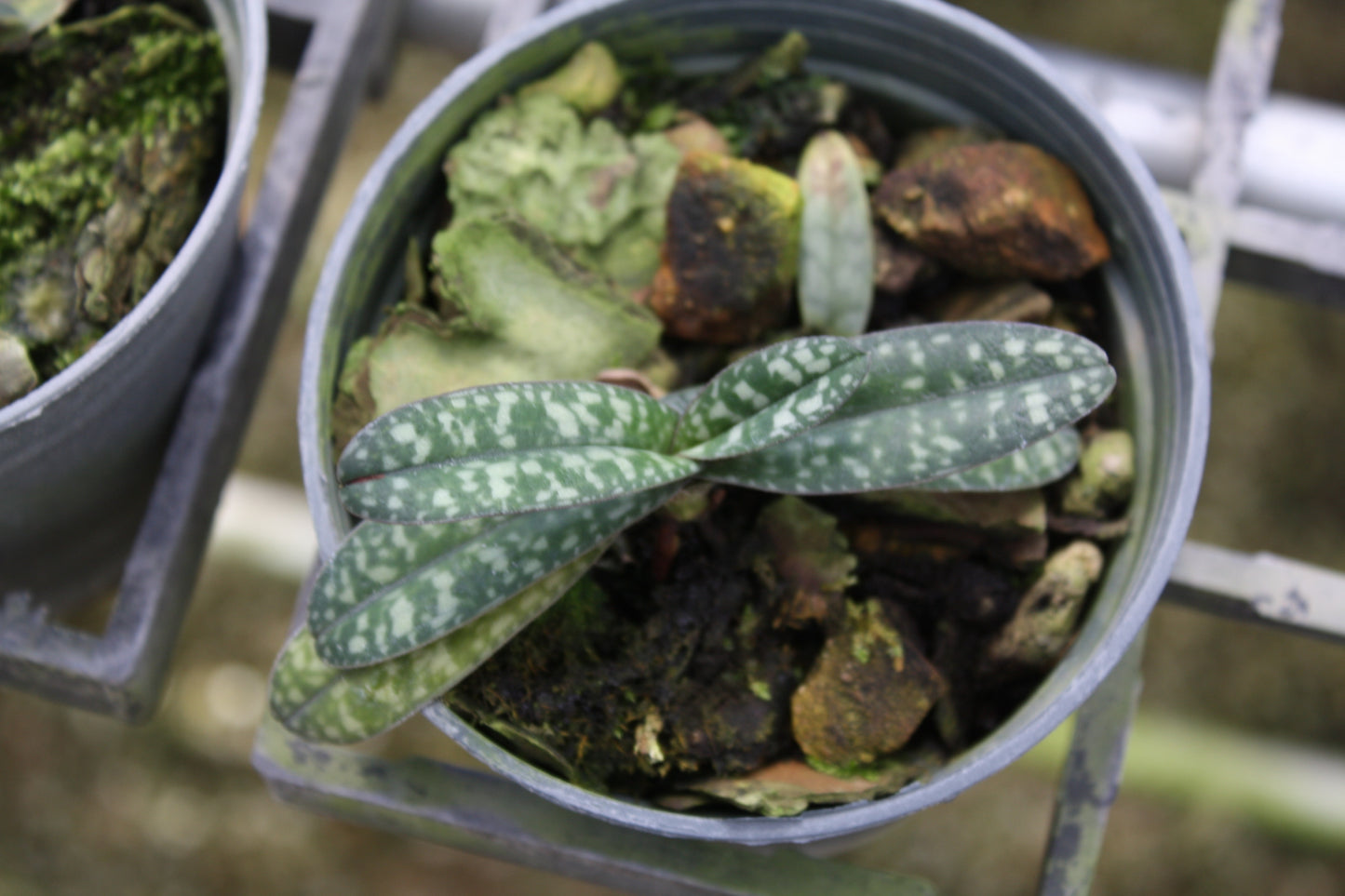 Paphiopedilum godefroyae (select)