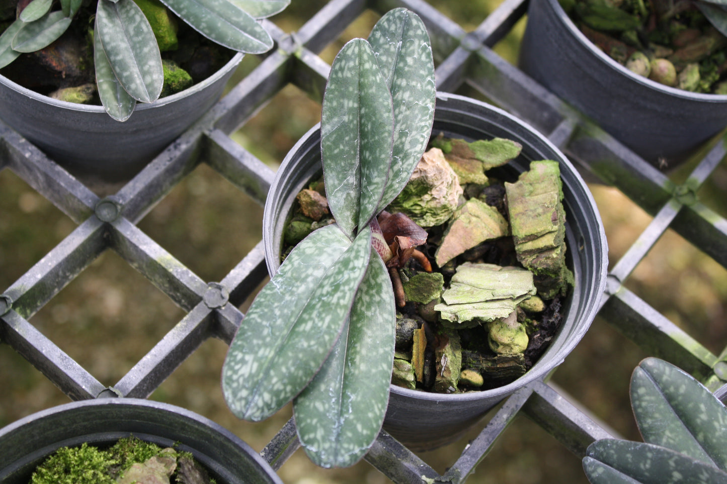 Paphiopedilum godefroyae (select)