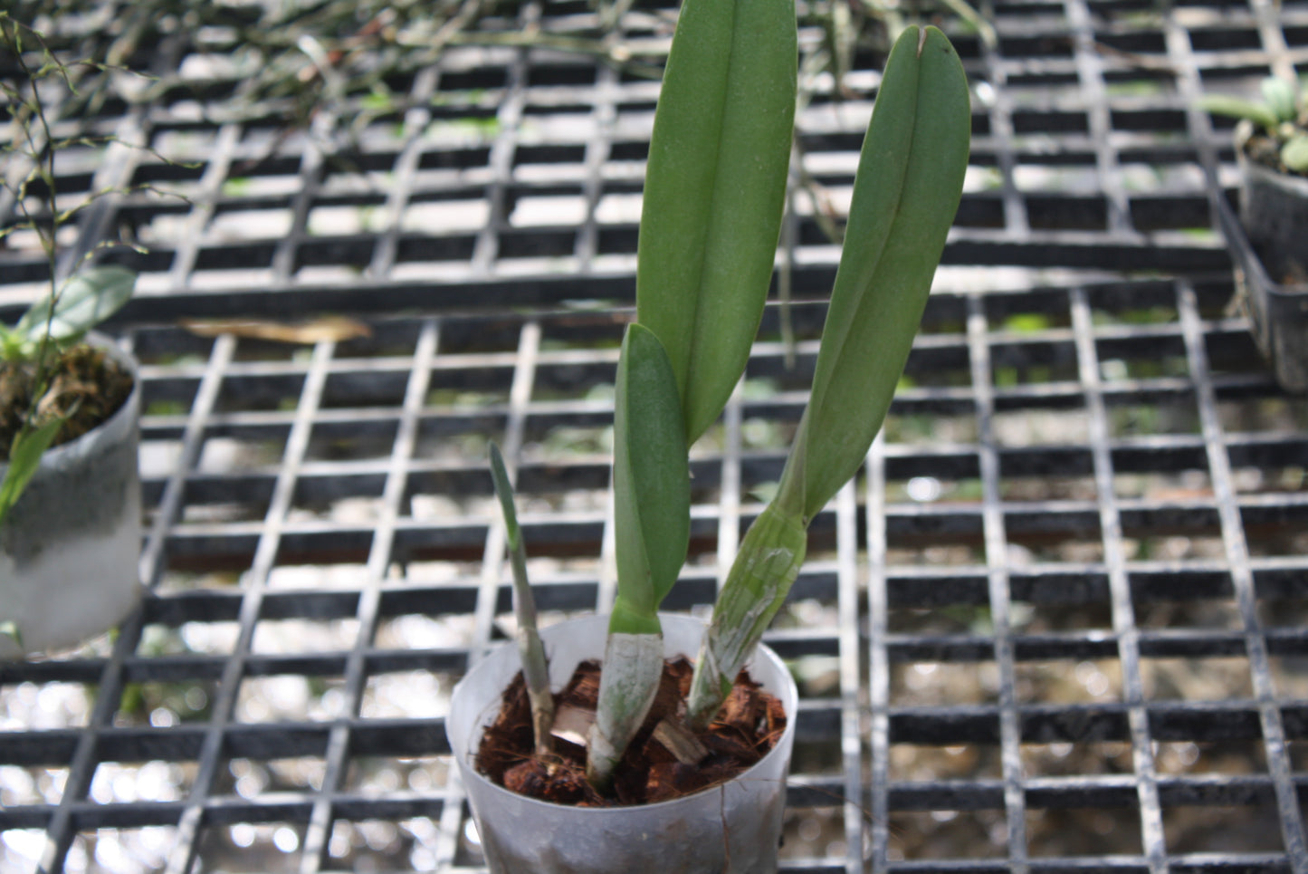 Rhyncholaelia digbyana