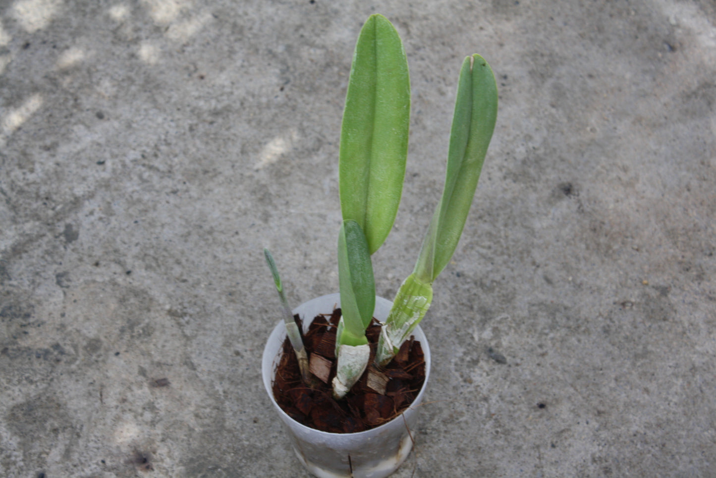 Rhyncholaelia digbyana