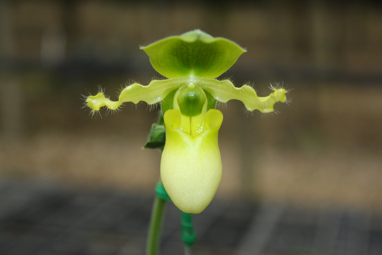 Paphiopedilum primulinum