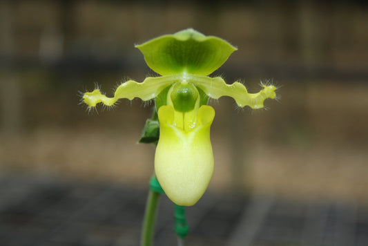 Paphiopedilum primulinum