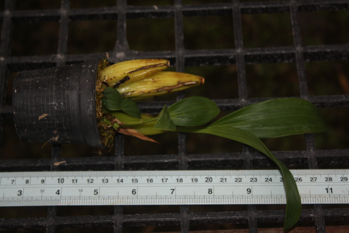 Coelogyne multiflora