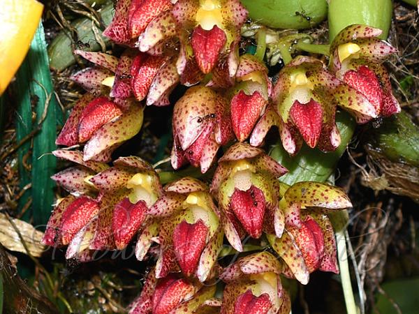 Bulbophyllum colomaculosum (Bulbophyllum leopardinum)