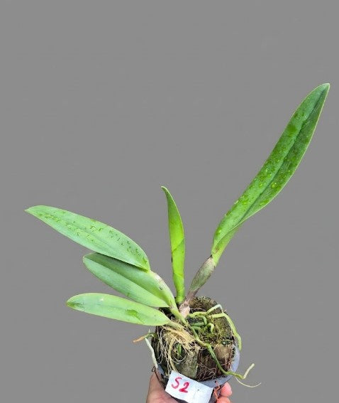 Rhyncholaeliocattleya Amazing Thailand ‘Gold Star’ (Rlc. Amazing Thailand Gold Star)