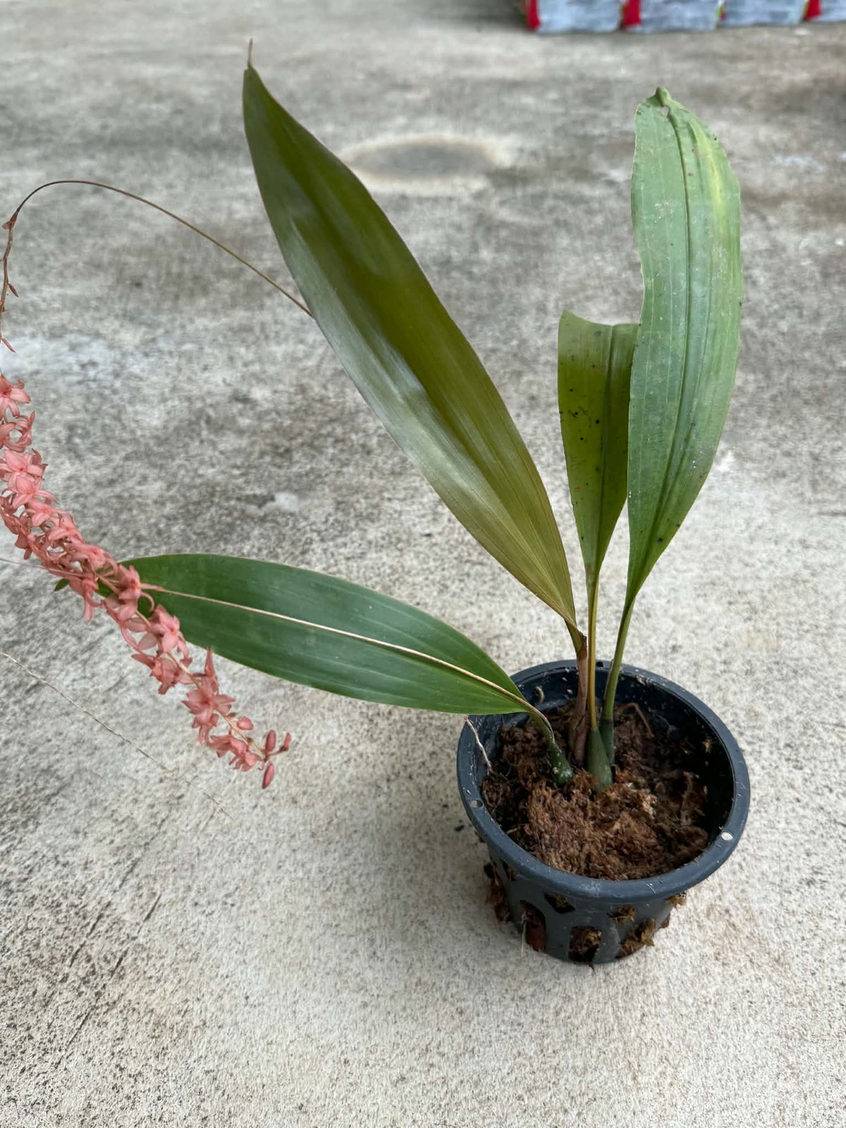 Dendrochilum hampelii