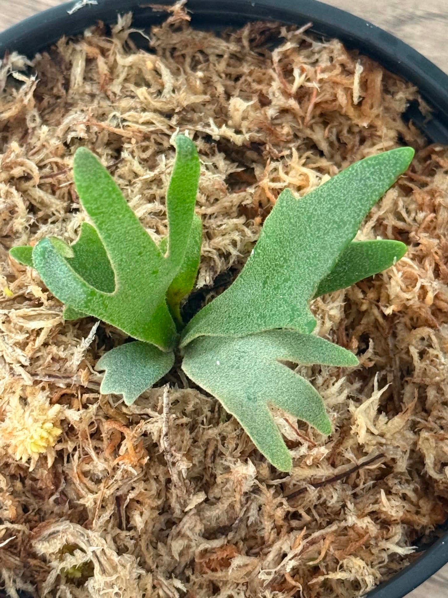 Platycerium willinckii Jenny