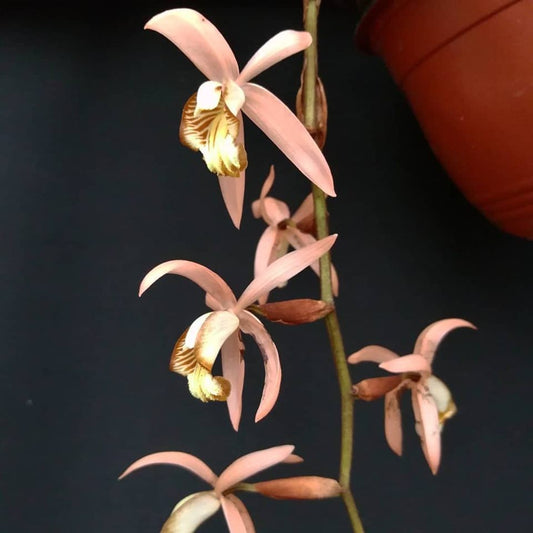 Coelogyne velutina