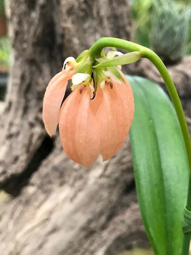 Bulbophyllum salmoneum